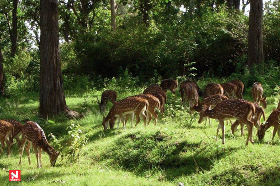 তপ্ত বৈশাখে সবুজের শীতল ছোঁয়া, কলকাতা থেকে ঘণ্টা চারেক গেলেই জয়পুর জঙ্গল